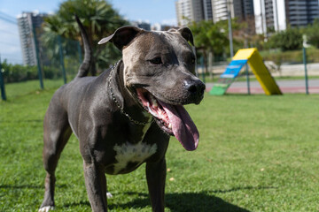 Pit bull dog playing and having fun in the park. Grassy floor, agility ramp, ball. Selective focus. Dog park. Sunny day