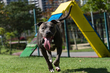 Pit bull dog playing and having fun in the park. Grassy floor, agility ramp, ball. Selective focus. Dog park. Sunny day