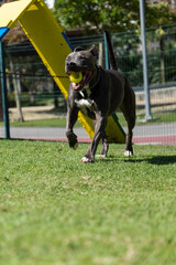 Pit bull dog playing and having fun in the park. Grassy floor, agility ramp, ball. Selective focus. Dog park. Sunny day
