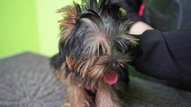 Groomer combs of Yorkshire Terrier. extras at the pet store