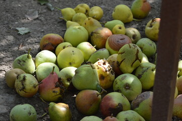 Fallen pears attacked by bees 