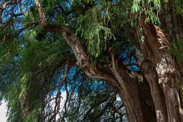 Sabin ancient tree at Santa María del Tule, Oaxaca, Mexico
