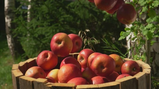 Ripe fresh red apples are falling into the wooden barell outdoors