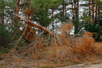 in der lüneburger heide