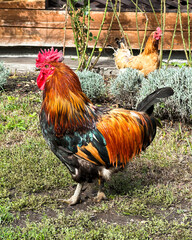 Red rooster and hen walk on the grass in the garden. Xin Xin Dian is a meat and egg breed of chickens bred in China.