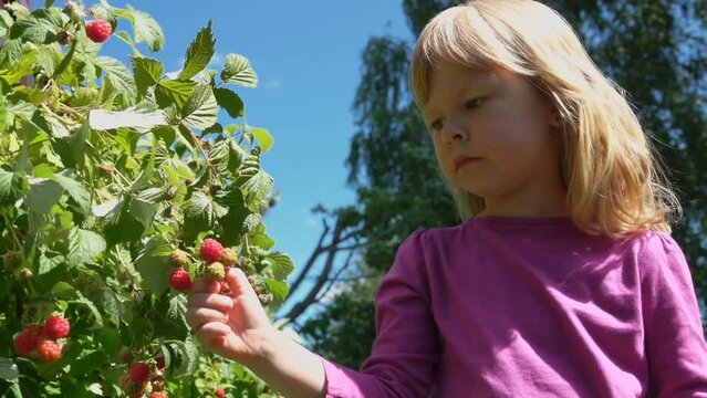 Cheerful blond girl is eating ripe red raspberries from the bush