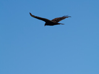 Hawk Gliding With Spread Wings Against Clear Blue Sky