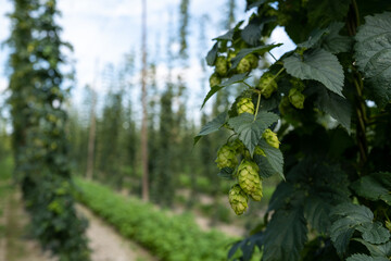 Green fresh hop cones for making beer and bread, closeup, shallow depth of field