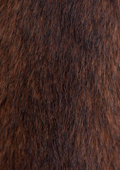 Beautiful spotted fur close-up. Texture of brown animal wool. Dog fur.