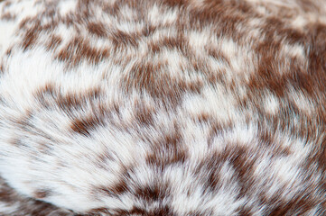 Beautiful spotted fur close-up. Texture of brown animal wool. Dog fur.