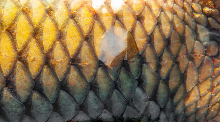 Fish scales close up. The skin of a fish as a background.