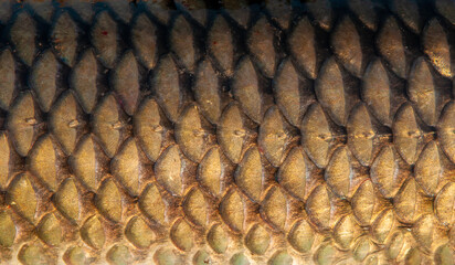 Fish scales close up. The skin of a fish as a background. © Vera