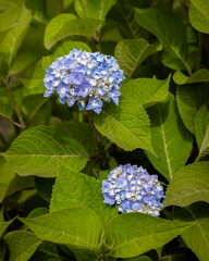 Blue-white flowers of large-leaved hydrangea on the background of juicy foliage close-up.
