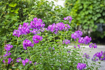 Garden Phlox. Pink and white color Summer Phloxes Phloxes Paniculate flower in a garden img
