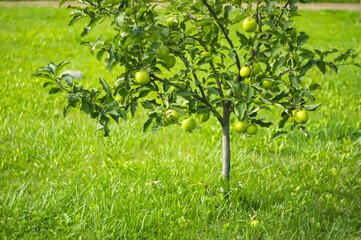Green apples on tree. Green apples on a branch, ready for picking, outdoors, selective focus