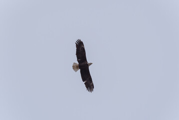 A Bald Eagle Flying In A Grey Sky