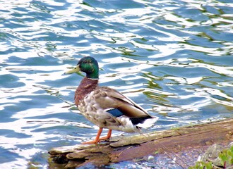 Duck by the water