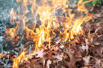 Burning fallen sick leaves in fire, Sanitary cleaning of the autumn garden