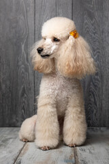 portrait of a poodle