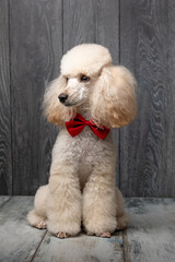 portrait of a poodle with a red bowtie