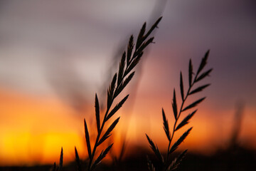 wheat field at sunset