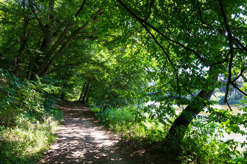 Obraz premium Beautiful summer Trees around River Sazava from the central Czech 
