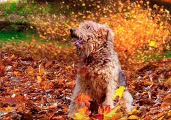 Orange fur dog portrait during the autumn 