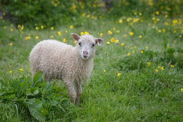 Spring lamb with fur curly from the rain walking in a field of buttercups