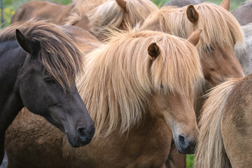 Close Up of Icelandic Horses