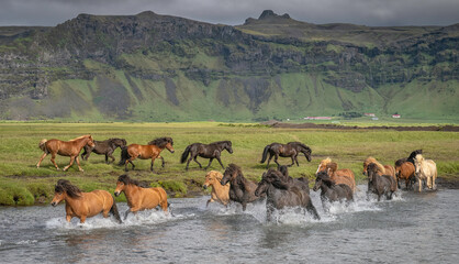 Herd of Icelandic horses running through a river