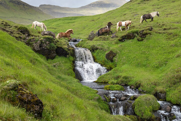Herd of Icelandic horses crossing a mountain stream with a waterfall
