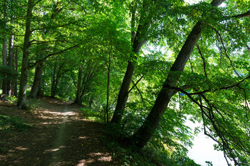 Beautiful summer Trees around River Sazava from the central Czech 