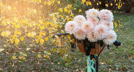 Light pink chrysanthemums in a green bicycle basket. Autumn park, tree with yellow leaves. - 533049912