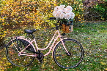 Pink city bike with a basket in which there is a large bouquet of pink chrysanthemums..Autumn, park with trees. - 533049913