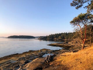 Beautiful landscape views of an island shore surrounded by beautiful arbutus trees and dry yellow...