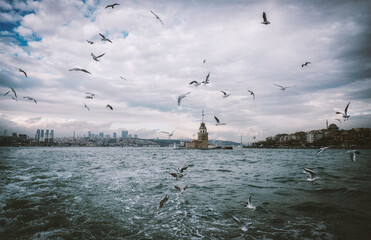 seagulls on the bosphorus