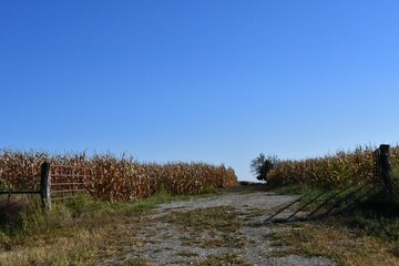 Gravel Road in a Corn Field