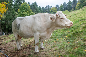 Fototapeta na wymiar french milk cow at the green meadow at mountain petit Ballon in the Alsace region of France