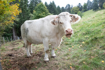 french milk cow at the green meadow at  mountain petit Ballon in the Alsace region of France
