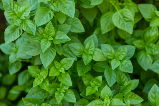 Organic Basil Plants Leafs (plantas De Manjericão Orgânico)