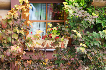 Beautiful autumn landscape greening, plant and flowers growing in a window garden, old wooden building facade