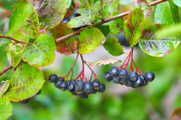 Berries of purple chokeberry or Aronia prunifolia in autumn
