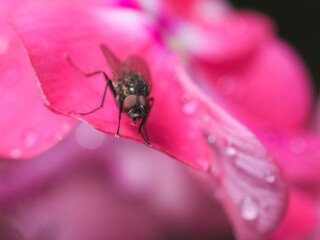 fly on pink flower with dew drops