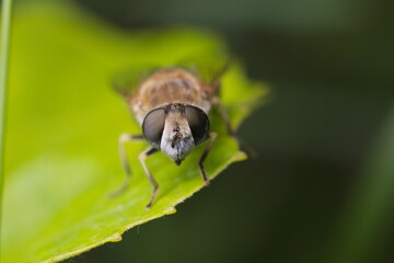 Eristalis insect resting on a green leaf. Eristalis head.