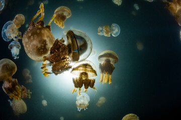 Spotted Jellyfish