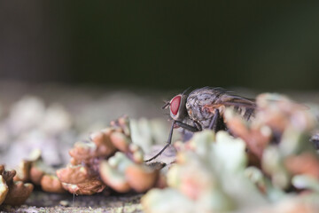 a fly walking among white-brown lichens