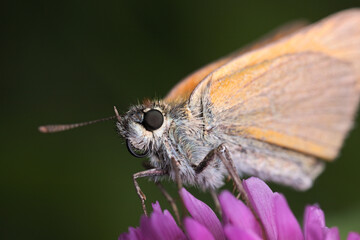 A Skipper butterfly with coiled proboscis sits on a clover flower.
