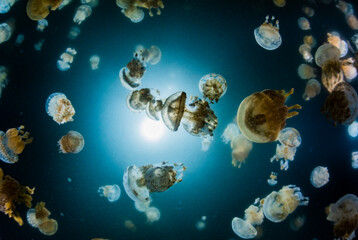 Spotted Jellyfish