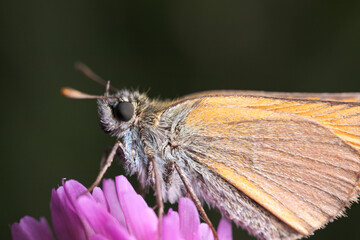 A Skipper butterfly sits on a clover flower.