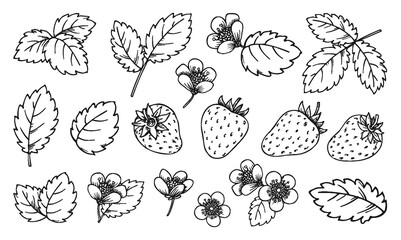 Strawberry line set. Black and white berries leaves flowers. Cartoon hand drawn plant elements for print coloring book page, scrapbooking stamps, laser engraving, badge pins, foil diy card, tag label